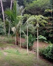 Casa en Venta en Espíritu Santo Esparza, Puntarenas