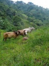 Finca en Venta en Guatil Acosta, San José