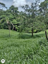 Finca en Venta en Guatil Acosta, San José