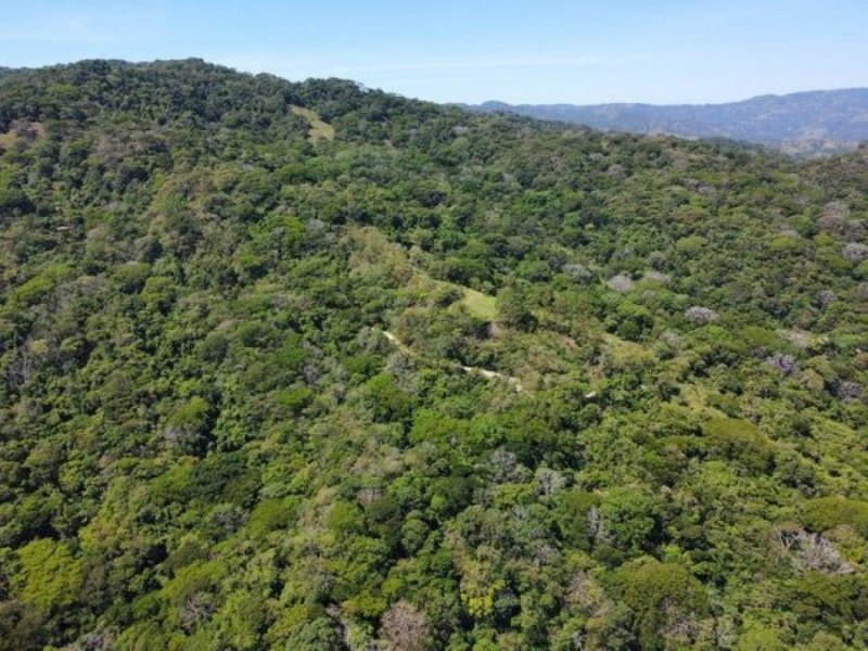 Se vende finca de 36 hectáreas en Mora Centro 25-1322