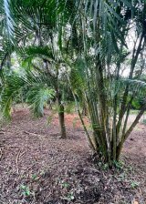 Terreno en Venta en Las Delicias Cobano, Puntarenas