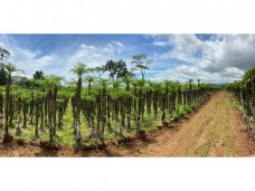Terreno en Venta en  Grecia, Alajuela