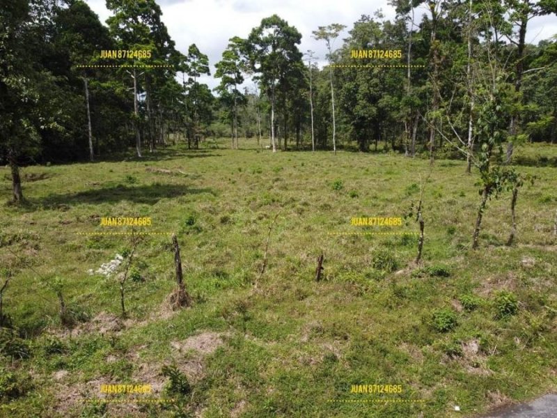 Foto Finca en Venta en Suerrre, Guápiles, Limón - ¢ 170.000.000 - FIV41221 - BienesOnLine