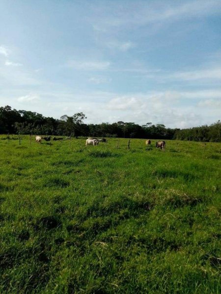 Foto Finca en Venta en Siquirres, Limón - 12 hectareas - ¢ 55.000.000 - FIV41226 - BienesOnLine