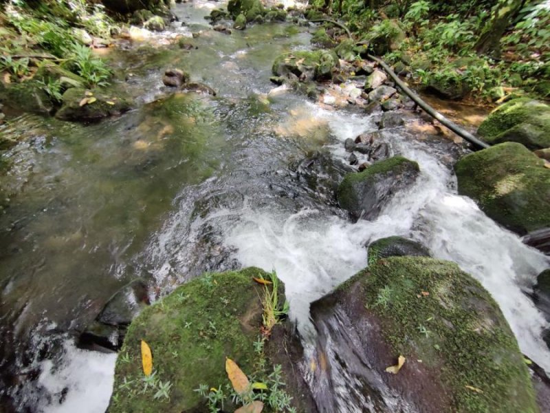 Foto Finca en Venta en Suerre, Suerre, Limón - ¢ 29.000.000 - FIV41335 - BienesOnLine