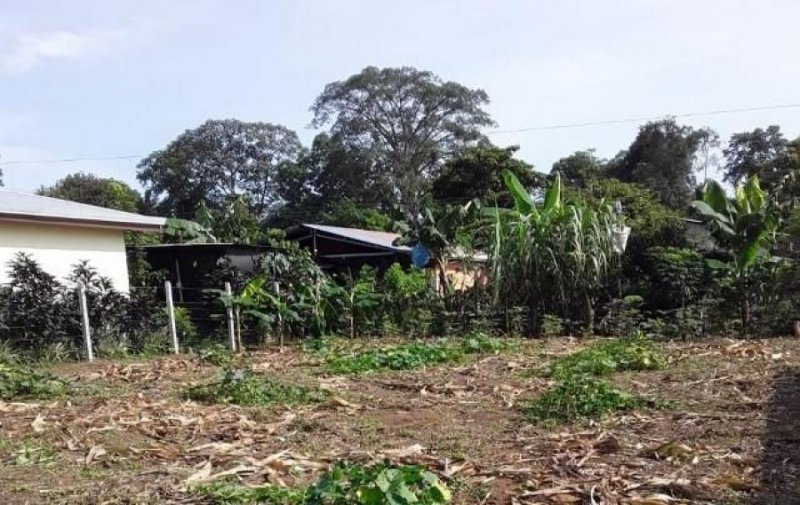Foto Terreno en Venta en Guapiles, Pococí, Limón - ¢ 9.000.000 - TEV37399 - BienesOnLine