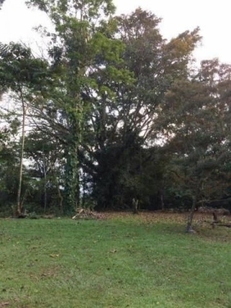Foto Terreno en Venta en Guapiles, Pococí, Limón - ¢ 70.000.000 - TEV31524 - BienesOnLine