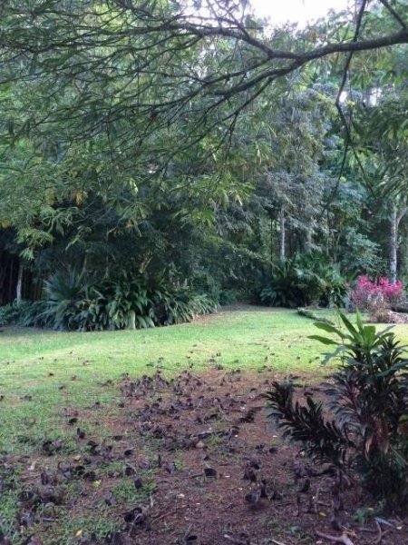 Foto Terreno en Venta en Guapiles, Pococí, Limón - ¢ 70.000.000 - TEV37218 - BienesOnLine
