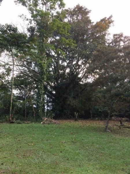 Foto Terreno en Venta en Guapiles, Pococí, Limón - ¢ 70.000.000 - TEV33387 - BienesOnLine