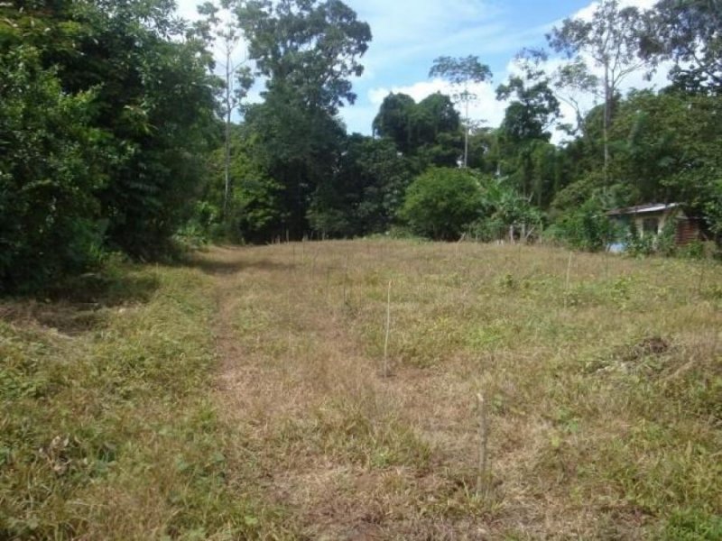 Foto Terreno en Venta en PocoJimenez, Pococí, Limón - ¢ 36.500.000 - TEV37104 - BienesOnLine