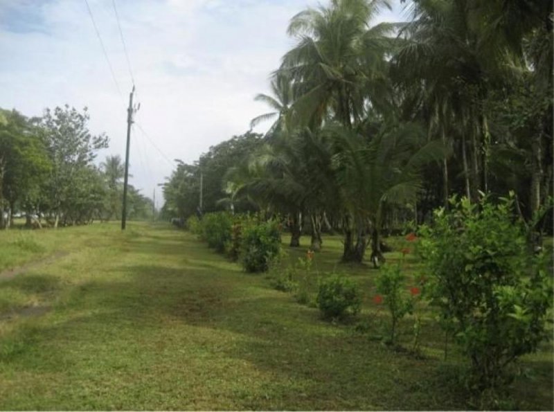 Foto Terreno en Venta en Guapiles, Pococí, Limón - U$D 780.000 - TEV29320 - BienesOnLine