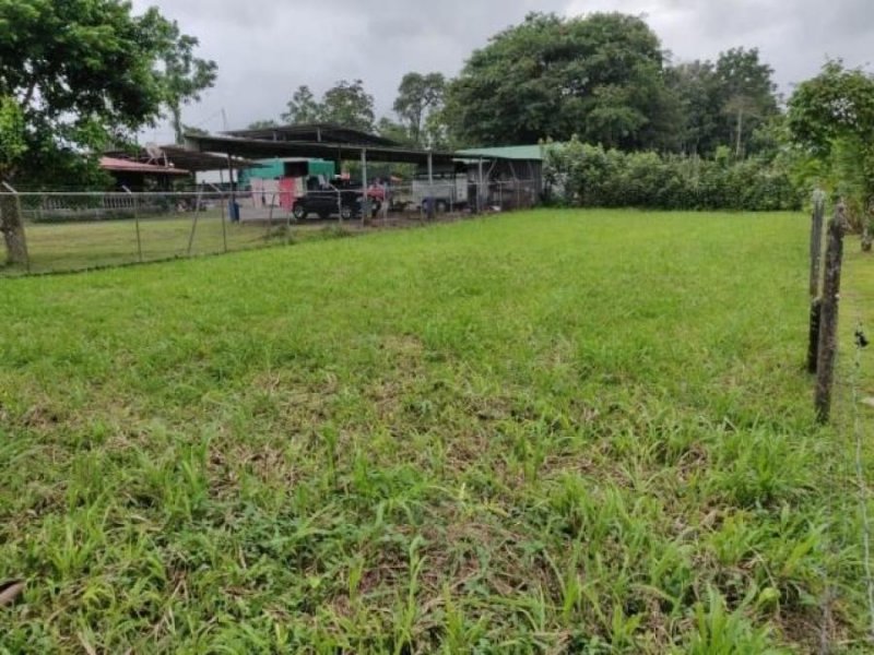 Foto Terreno en Venta en Guapiles, Pococí, Limón - ¢ 14.000.000 - TEV29803 - BienesOnLine