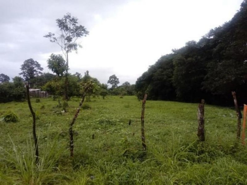 Foto Terreno en Venta en Guapiles, Pococí, Limón - ¢ 11.000.000 - TEV29786 - BienesOnLine