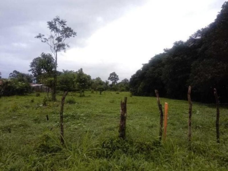 Foto Terreno en Venta en Guapiles, Pococí, Limón - ¢ 11.000.000 - TEV31472 - BienesOnLine