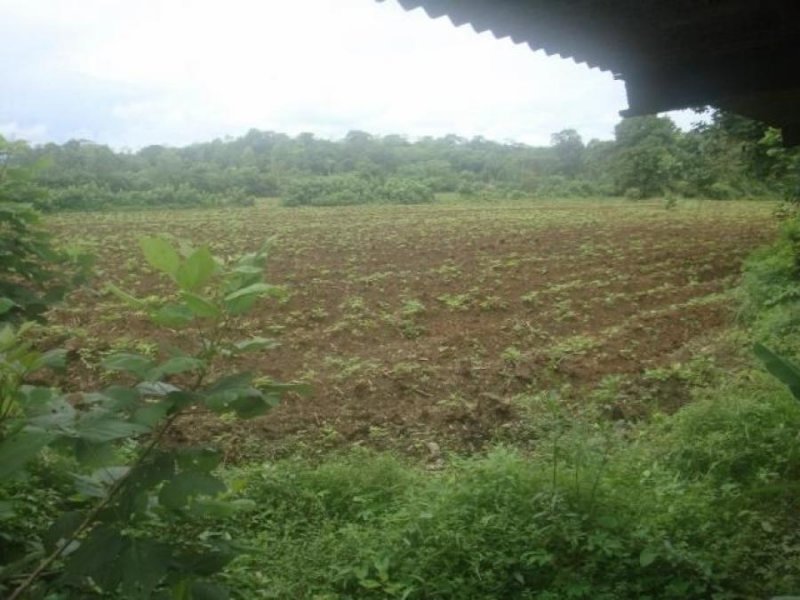 Foto Terreno en Venta en Guapiles, Pococí, Limón - U$D 175.000 - TEV30250 - BienesOnLine