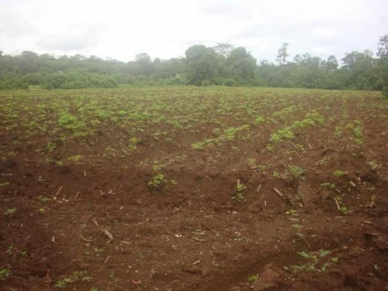 Foto Terreno en Venta en Guapiles, Pococí, Limón - ¢ 99.000.000 - TEV33469 - BienesOnLine