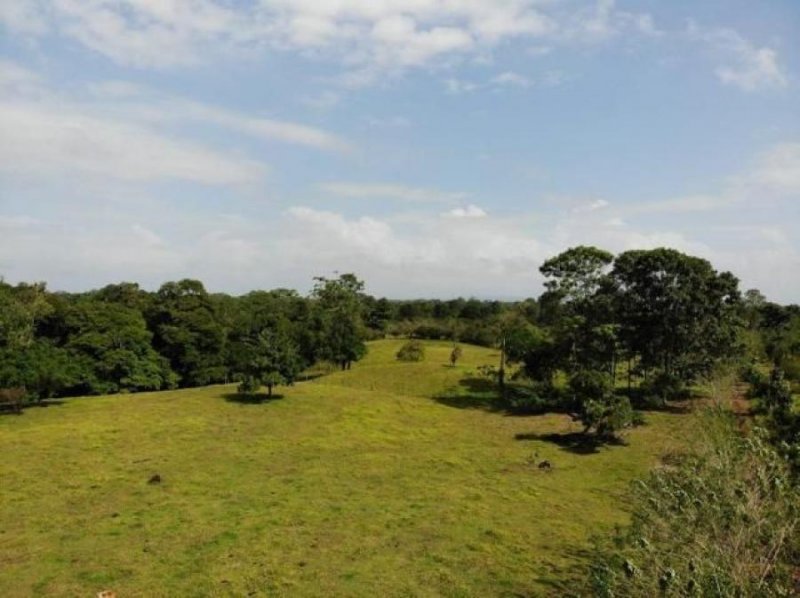 Foto Terreno en Venta en Guapiles, Pococí, Limón - ¢ 102.000.000 - TEV30670 - BienesOnLine