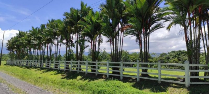 Foto Terreno en Venta en Guapiles, Pococí, Limón - ¢ 69.000.000 - TEV33385 - BienesOnLine