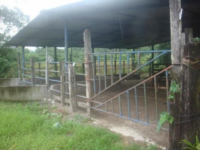 Foto Terreno en Venta en Guapiles, Pococí, Limón - U$D 158.000 - TEV46265 - BienesOnLine