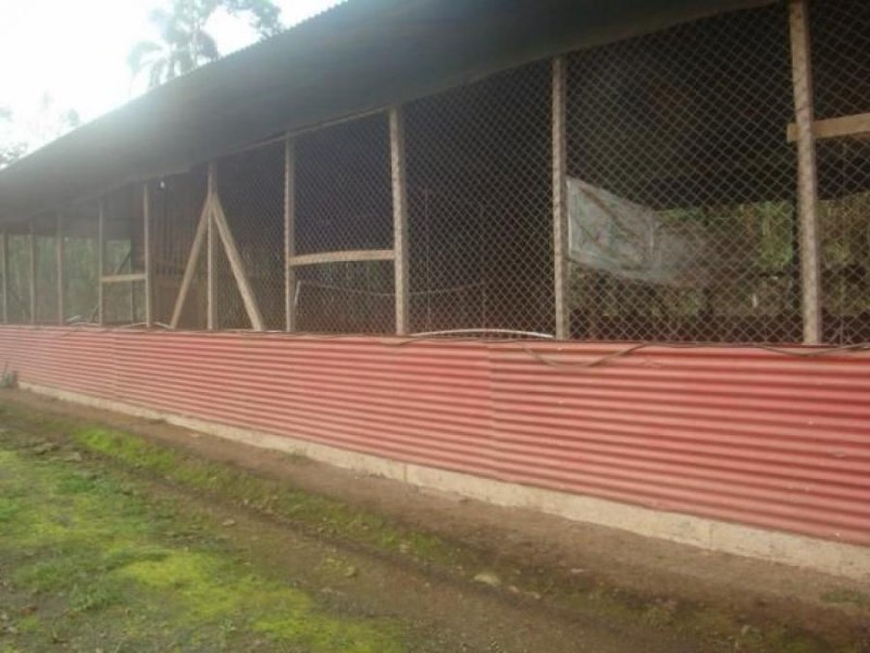 Foto Terreno en Venta en Guapiles, Pococí, Limón - U$D 130.000 - TEV45595 - BienesOnLine