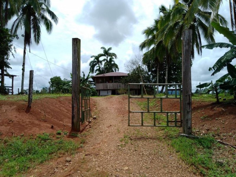 Foto Finca en Venta en Chamorro, Cutris, Alajuela - ¢ 120.000.000 - FIV62180 - BienesOnLine