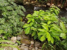 Terreno en Venta en Guápiles Guápiles, Limón