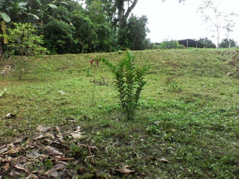 Terreno en Venta en finca palmitas La Virgen, Heredia