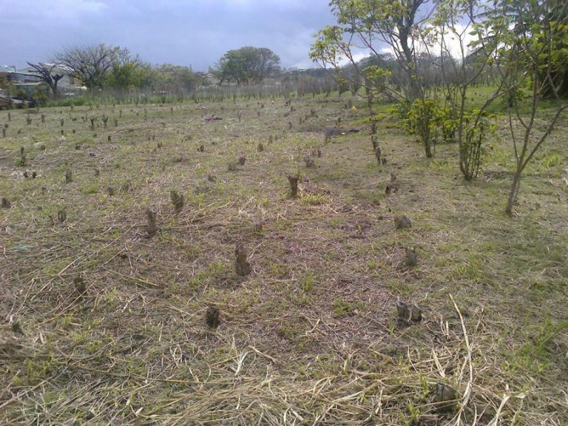 Terreno en Venta en  Heredia, Heredia