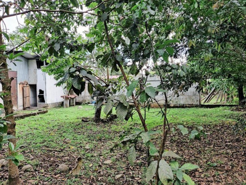 Foto Bodega en Venta en Trinidad, Roxana, Limón - ¢ 15.000.000 - BOV55200 - BienesOnLine