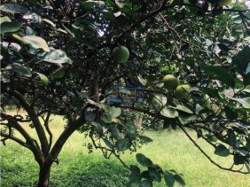 Finca en Venta en Hacienda Vieja Alajuela, Alajuela