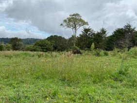 Terreno en Venta en  Copey, San José